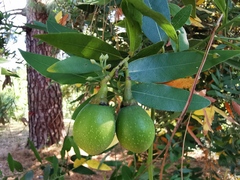 Eucalyptus dorrigoensis