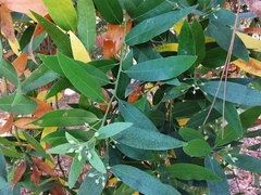 Eucalyptus dorrigoensis