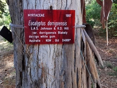 Eucalyptus dorrigoensis
