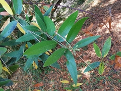Eucalyptus dorrigoensis