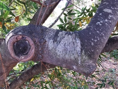 Eucalyptus dorrigoensis