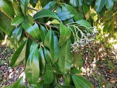 Photinia nussia