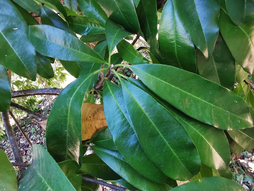 Photinia nussia