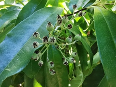 Photinia nussia