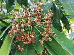 Photinia nussia