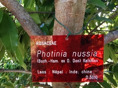 Photinia nussia