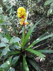 Guzmania weberbaueri