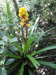 Guzmania weberbaueri