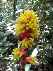 Guzmania weberbaueri