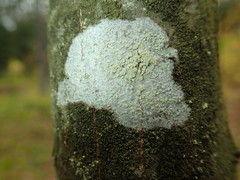 Buellia griseovirens
