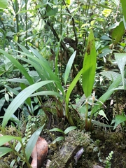 Maxillaria weberbaueri