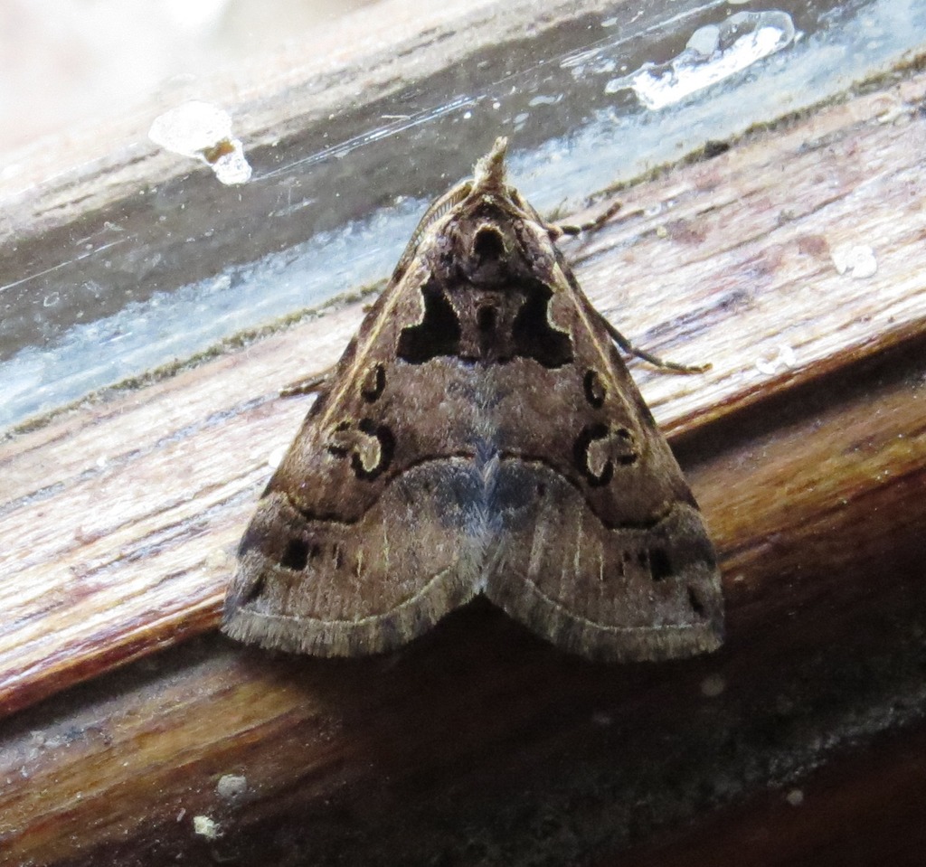 Arsina trigonospila