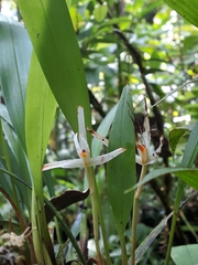 Maxillaria weberbaueri