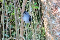 Thamnophilus caerulescens