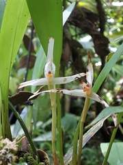 Maxillaria weberbaueri