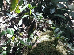 Enyalioides