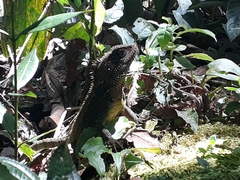 Enyalioides