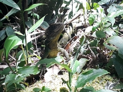 Enyalioides