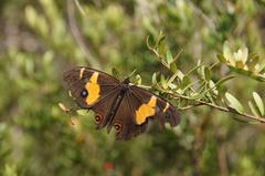 Tisiphone abeona albifascia