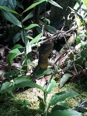 Enyalioides