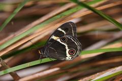 Tisiphone abeona albifascia
