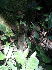Enyalioides