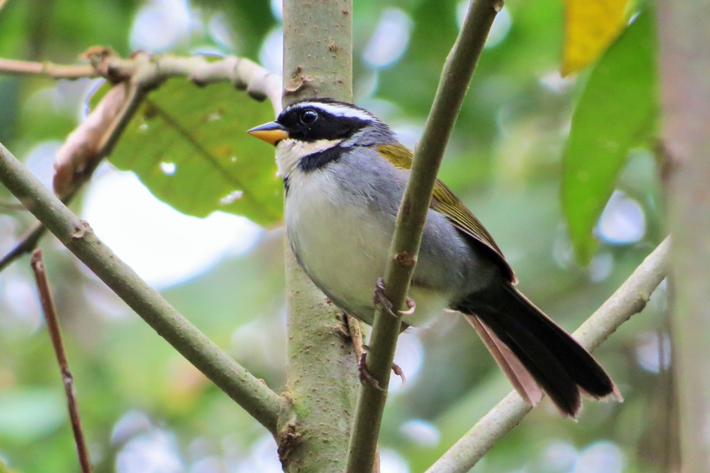 Half-Collared Sparrow