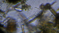 Chaetonotida