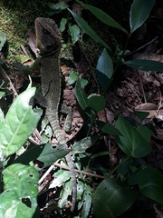 Enyalioides
