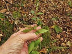 Solidago arguta boottii