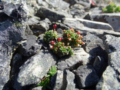 Androsace ochotensis