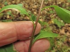 Solidago arguta boottii
