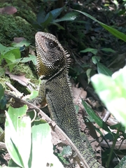 Enyalioides