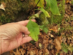 Solidago arguta boottii