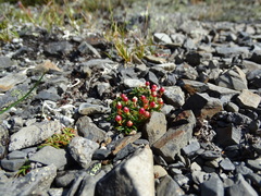 Androsace ochotensis