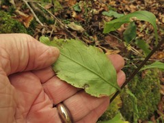 Solidago arguta boottii