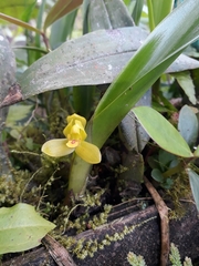 Maxillaria aureoglobula