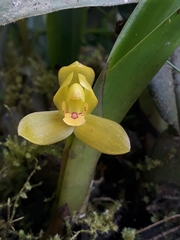 Maxillaria aureoglobula