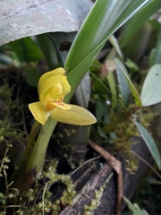 Maxillaria aureoglobula