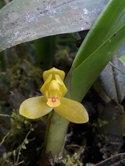 Maxillaria aureoglobula