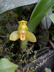 Maxillaria aureoglobula