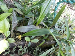 Maxillaria aureoglobula