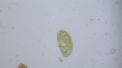 Paramecium bursaria
