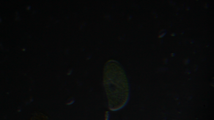 Paramecium bursaria