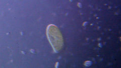 Paramecium bursaria