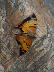 Charaxes aristogiton