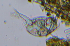 Colurella