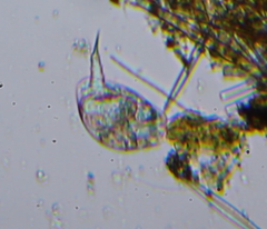 Colurella