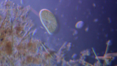 Paramecium bursaria
