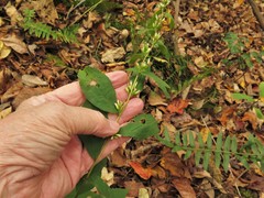 Solidago buckleyi